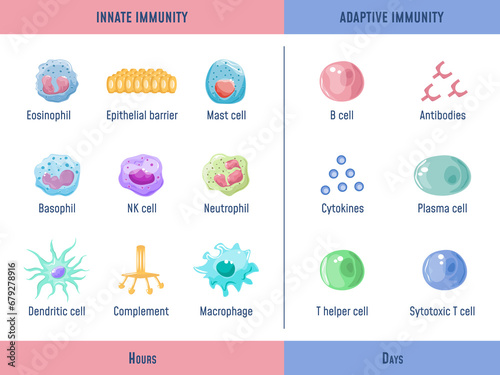 Fotografija Adaptive immune system