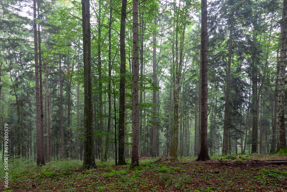 Fototapeta premium Beautiful green deciduous forest landscape.