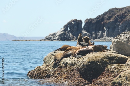 a group of seals relax on the rocks near water and rocks