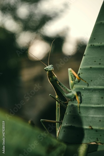 a green insect that is sitting on top of a banana leaf © Wirestock