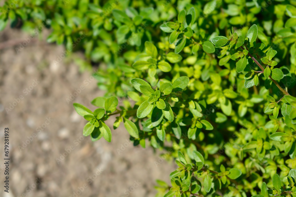 Obraz premium Breckland thyme leaves