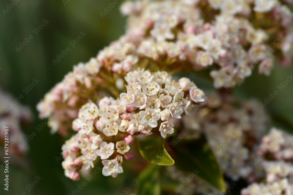 Laurustinus flowers Laurustinus flowers