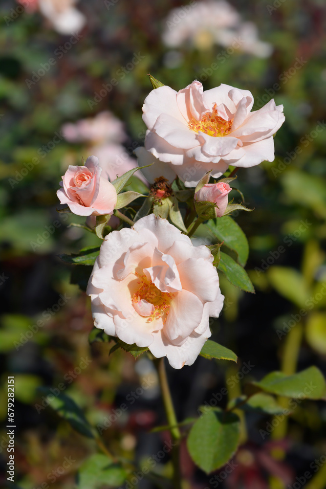 Fototapeta premium Rose Da Capo flowers