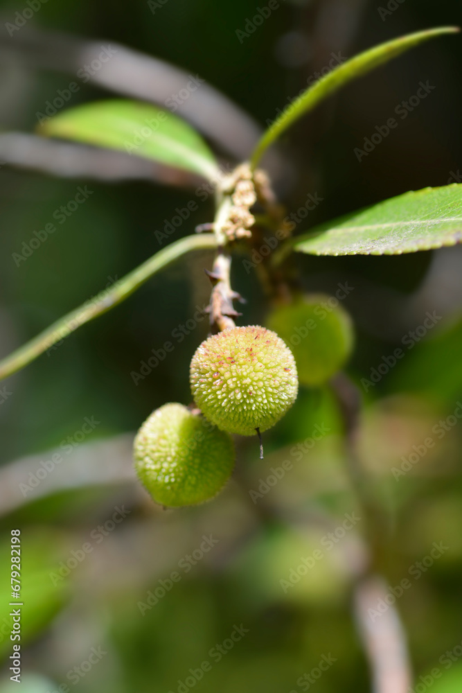 Strawberry tree branch with unripe fruit Strawberry tree branch with unripe fruit