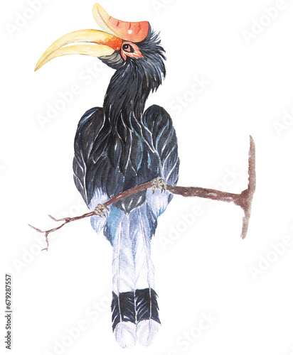 Hornbill illustration painted with watercolor.Hand cute bird with watercolor.Poultry living in ferny temperate rainforest.wildlife reserve.