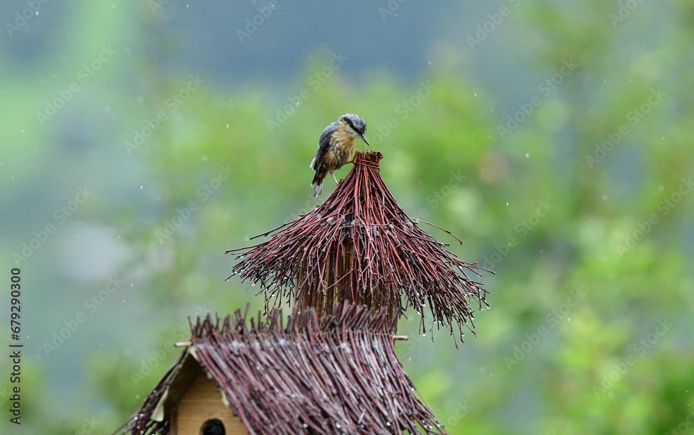 Eurasian Nuthatch sits on the spikes of a bird box during the rain