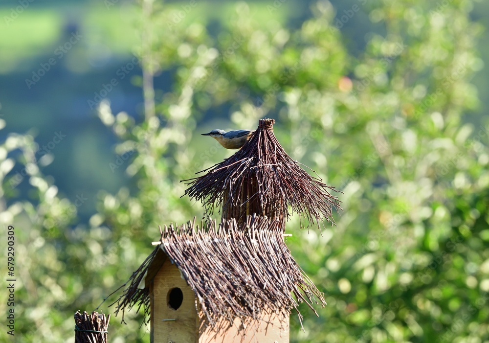 Eurasian Nuthatch stands during the rain and has a wet feather