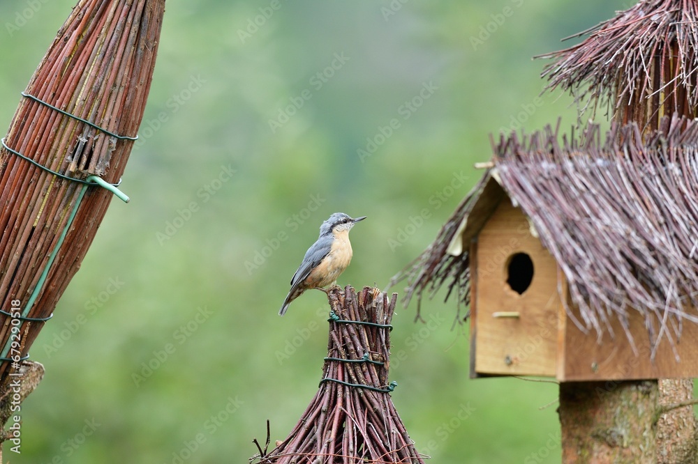 Eurasian Nuthatch sits on the spikes of a bird box during the rain