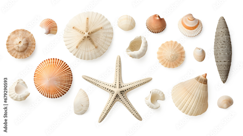 beach finds: small seashells, fossil coral and sand dollars, puka shells, a sea urchin and a white starfish / sea star, ocean, summer and vacation design elements isolated over transparent background - obrazy, fototapety, plakaty 