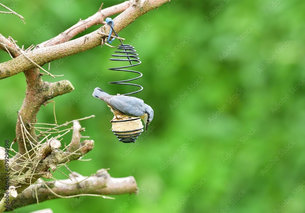 Eurasian Nuthatch sits eating seeds of sunflower on the feed in the summer during the rain