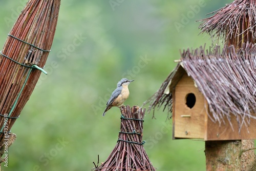 Obraz na płótnie Eurasian Nuthatch sits on the spikes of a bird box during the rain w salonie
