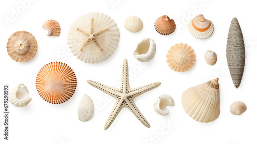 beach finds: small seashells, fossil coral and sand dollars, puka shells, a sea urchin and a white starfish / sea star, ocean, summer and vacation design elements isolated over transparent background