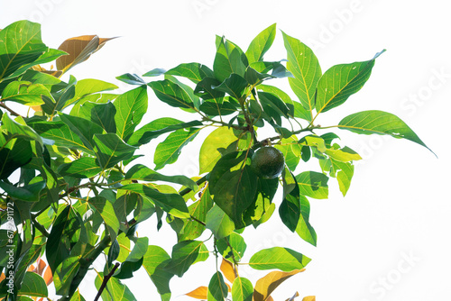 Lemon growing on the tree i...