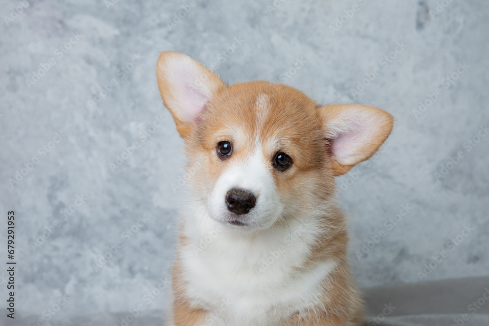 portrait of a cute welsh puppy on a white background