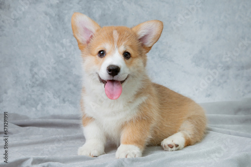 cute welsh corgi puppy sitting on a white background, cute pet
