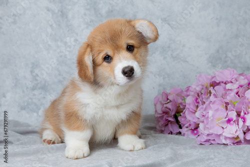 cute welsh corgi puppy with flowers on gray background, calendar, cute pet