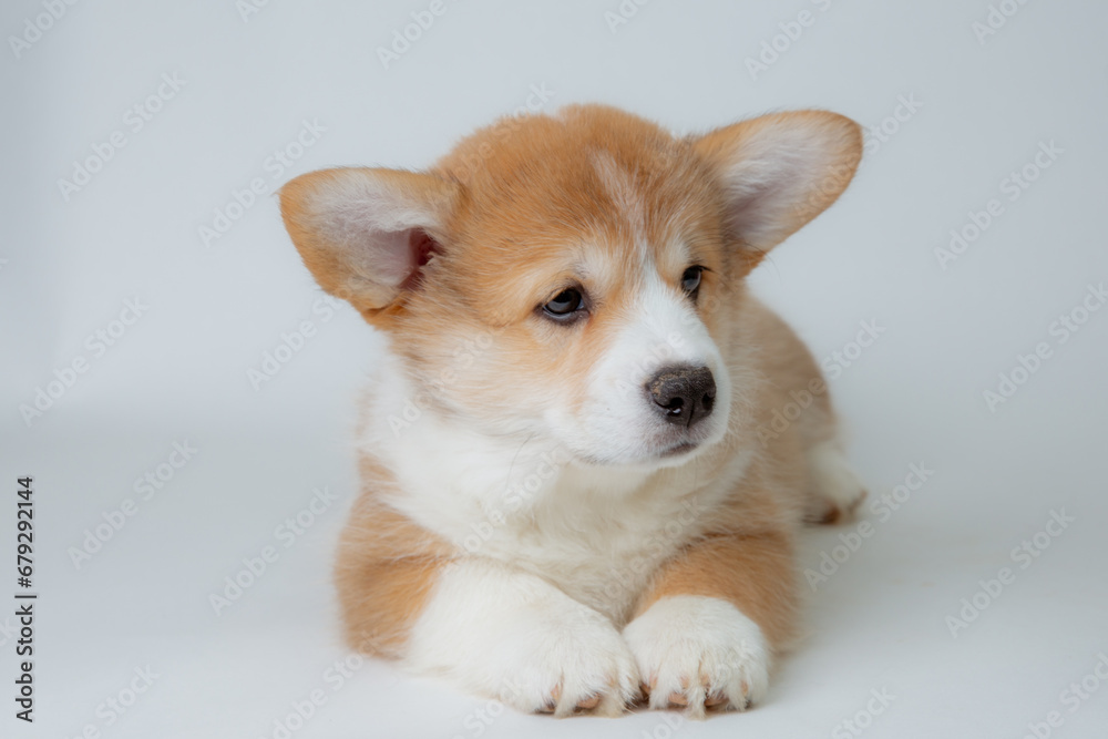 cute welsh corgi puppy lying on a white background, cute pet