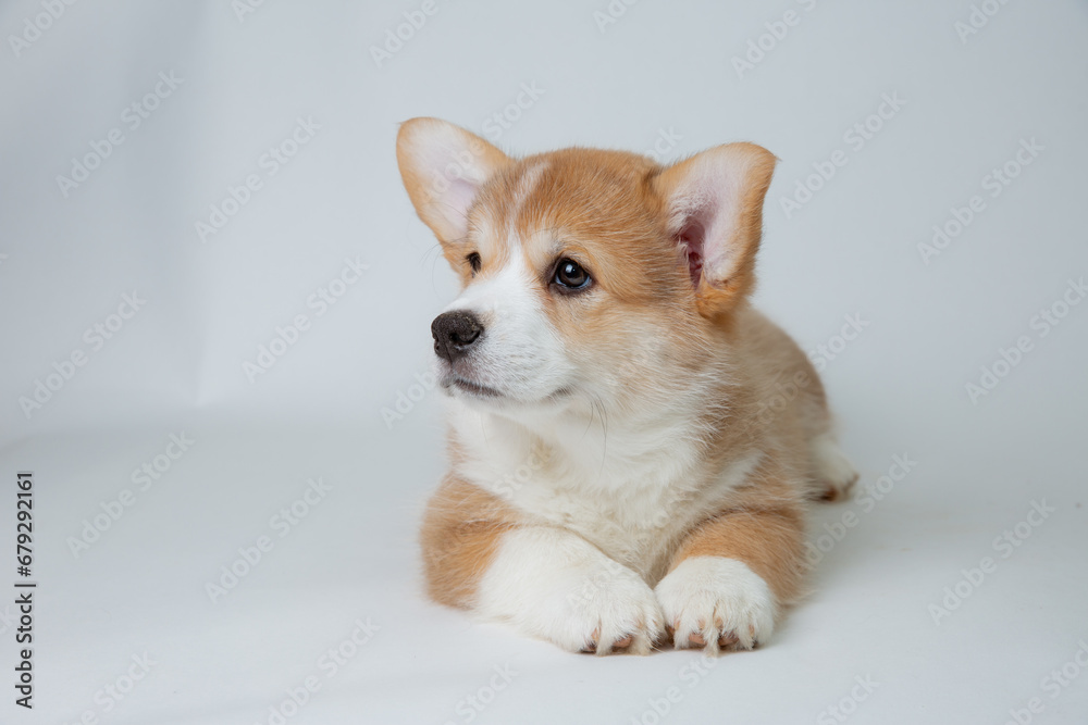 cute welsh corgi puppy lying on a white background, cute pet cute welsh corgi puppy lying on a white background, cute pet