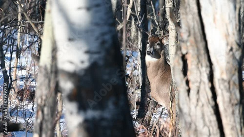 Deer buck in snowy forest