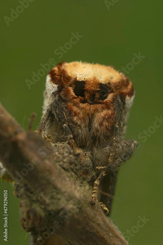 Vertical facial closeup on a Buff-tip moth, Phalera bucephala sitting on twig