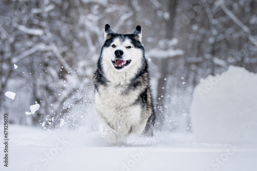 Siberian husky running through the snow photo