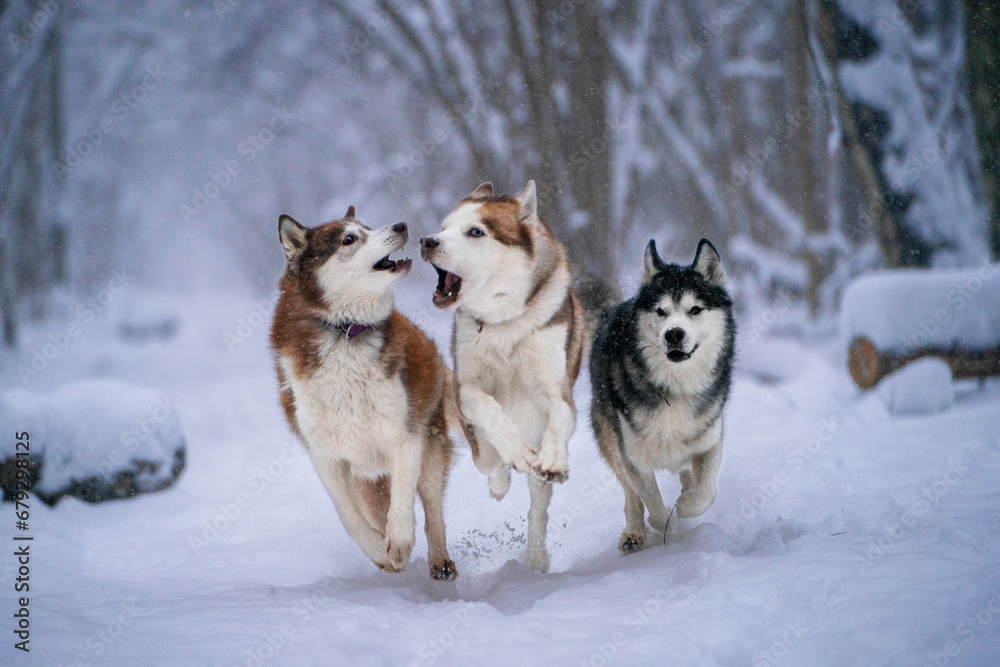 Three huskies running in the snow