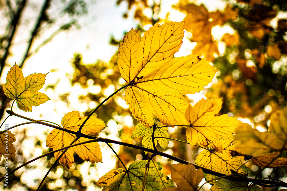 Obraz premium Żółty jesienny liść