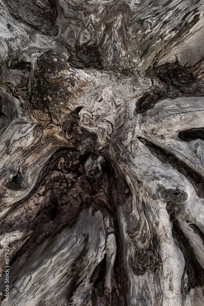 Dry tree bark texture, natural background Dry tree bark texture, natural background