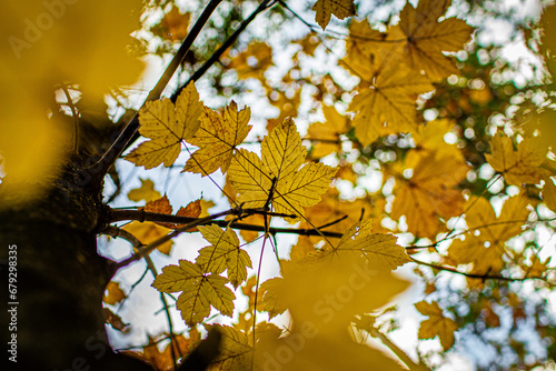 Żółty jesienny liść © Magorzata