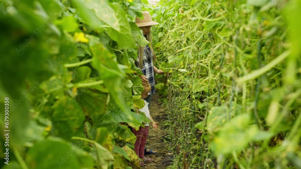 A woman and her daughter go around and look at a cucumber plantation. Growing organic vegetables in a greenhouse. High quality 4k footage A woman and her daughter go around and look at a cucumber plantation. Growing organic vegetables in a greenhouse. High quality 4k footage