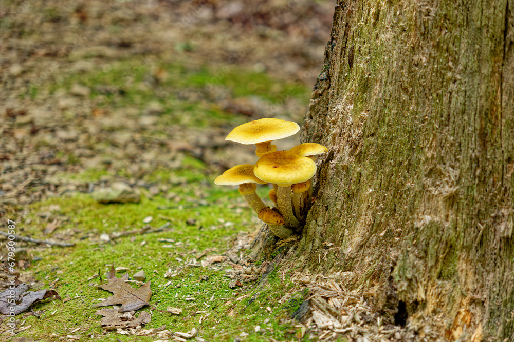 Fototapeta premium Mushrooms growing out of a stump