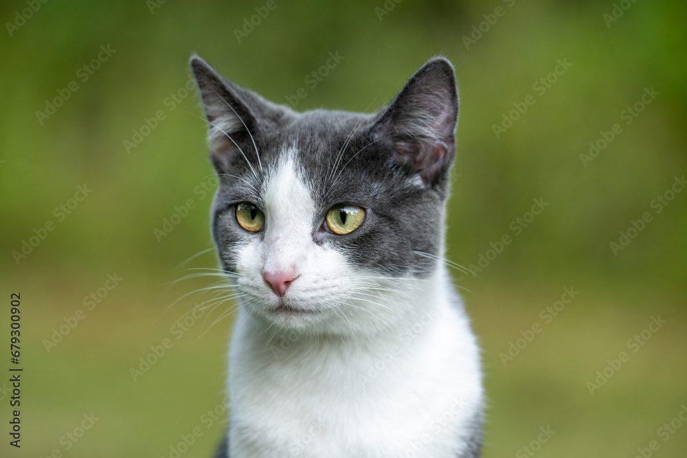 Portrait of gray and white cat Portrait of gray and white cat