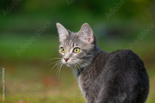 Cute gray tabby cat in a yaard