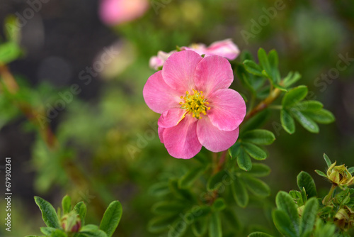 Beautiful pink Potentilla flowers on a green bush. Small red flowers of Rosaceae.