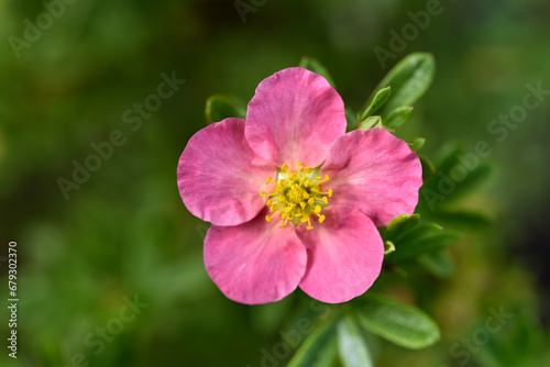 Beautiful pink Potentilla flowers on a green bush. Small red flowers of Rosaceae.