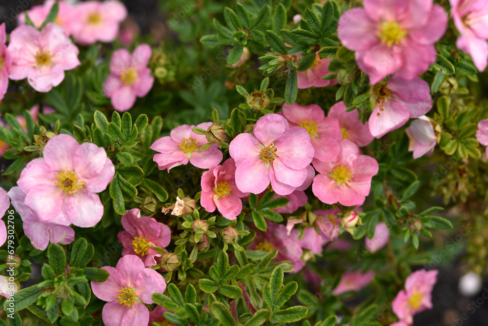 Beautiful pink Potentilla flowers on a green bush. Small red flowers of Rosaceae. Beautiful pink Potentilla flowers on a green bush. Small red flowers of Rosaceae.