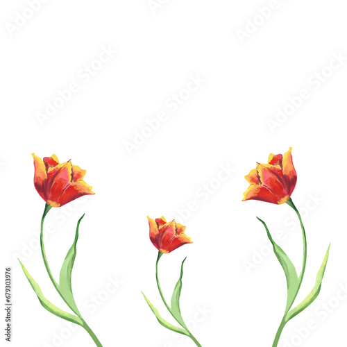 Fototapeta Naklejka Na Ścianę i Meble -  Watercolor red tulips Hand painted floral illustration of spring flowers on white isolated background. Set of three tulips. Design for greeting cards For Mother's day, Women's day or birthday