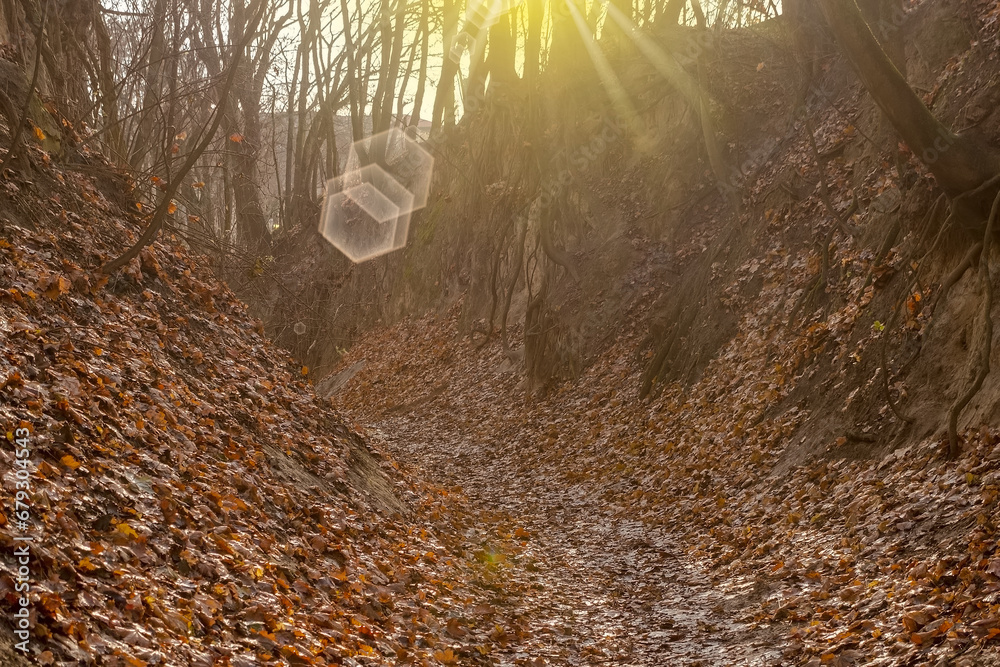 Malowniczy wąwóz w Sandomierzu wymyty dawno temu przez wodę w skałach osadowych. Październikowy poranek w urokliwym , bogatym przyrodniczo miejscu ze słońcem w mglistej otoczce. - obrazy, fototapety, plakaty 
