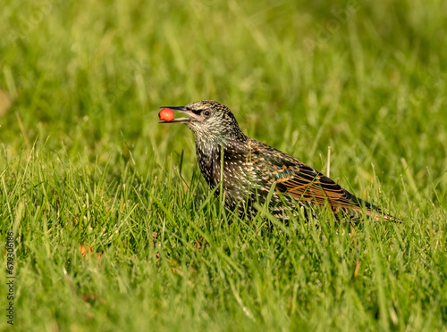 Starling eating red rowan tree berries from the grass that have fallen 