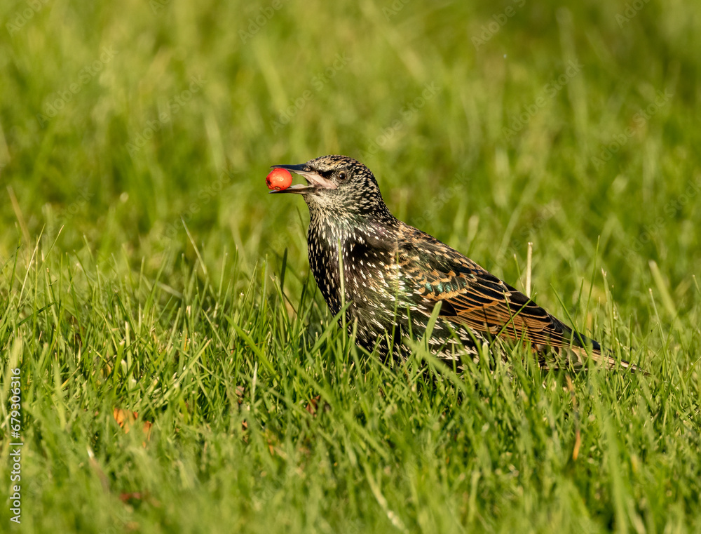Starling eating red rowan tree berries from the grass that have fallen Starling eating red rowan tree berries from the grass that have fallen