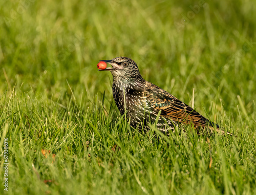 Starling eating red rowan tree berries from the grass that have fallen 