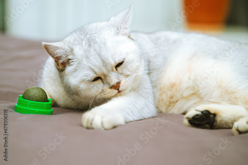 Fototapeta Naklejka Na Ścianę i Meble -  British  cat sleeps  with a ball of catnip.