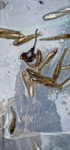 small fish Gobio gobio, or the gudgeon and  stone loach  Barbatula barbatula photo