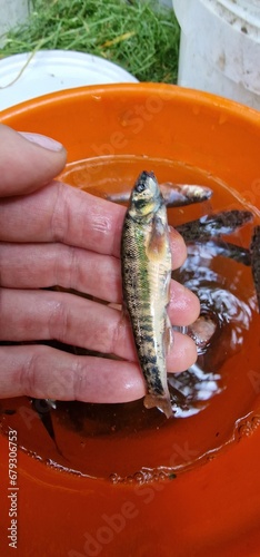 Phoxinus is a genus of freshwater fish in the family Leuciscidae of order Cypriniformes, and the only members of the subfamily Phoxininae, or Eurasian minnows. The type species is Phoxinus phoxinus. T photo