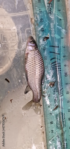 Pseudorasbora parva stone moroko, also known as the topmouth gudgeon, is a fish belonging to the Cyprinid family, native to Asia, but introduced and now considered an invasive species in Europe and No photo