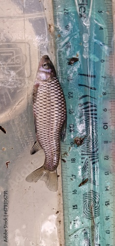Pseudorasbora parva stone moroko, also known as the topmouth gudgeon, is a fish belonging to the Cyprinid family, native to Asia, but introduced and now considered an invasive species in Europe and No photo