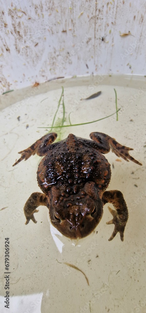 Obraz premium The common toad, European toad, or in Anglophone parts of Europe, simply the toad (Bufo bufo, from Latin bufo 