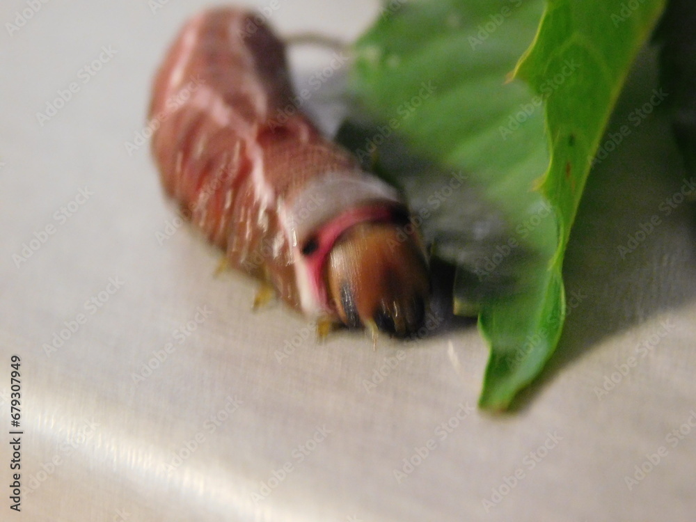 Cerura vinula, the puss moth is a lepidopteran from the family Notodontidae. Cerura vinula, the puss moth is a lepidopteran from the family Notodontidae.