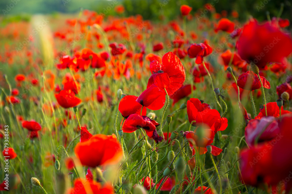 Obraz premium poppy field