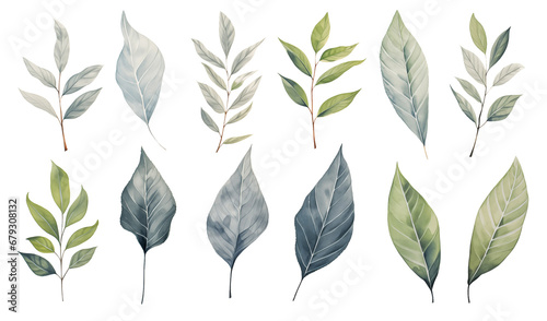 Various watercolor leaves on a white background, in the style of dark green and light gray, naturalistic plein air painting, bright white and light indigo, use of earth tones, detailed natural shapes.